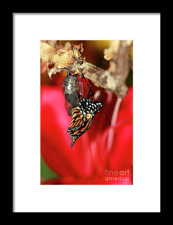 Butterfly Framed Print featuring the photograph Butterfly Monarch Hatching by Luana K Perez