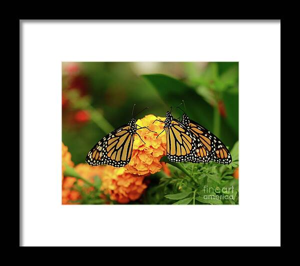 Butterfly Monarchs Framed Print featuring the photograph Butterfly Monarchs on Mums by Luana K Perez