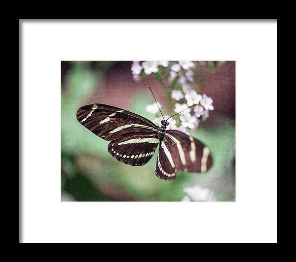 Butterfly Framed Print featuring the photograph Butterfly by Nastasia Cook