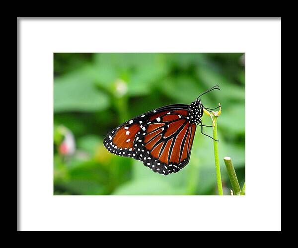 Butterfly Framed Print featuring the photograph Butterfly by Nora Martinez