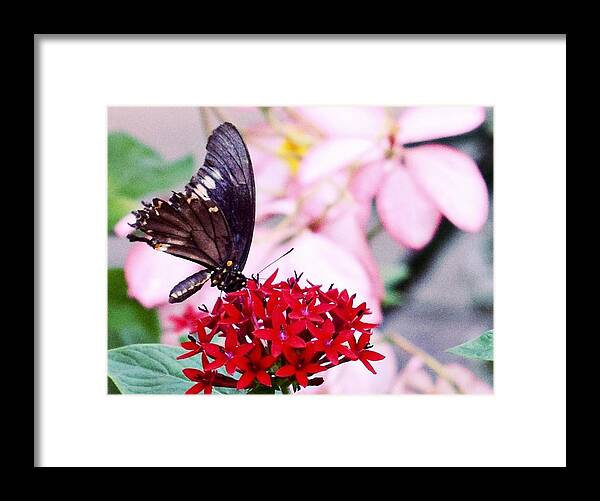 Black Butterfly On Red Flower Framed Print featuring the photograph Black Butterfly on Red Flower by Sandy Taylor
