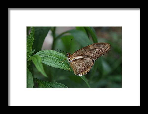 Leaf Framed Print featuring the photograph Butterfly on leaf by Cathy Harper