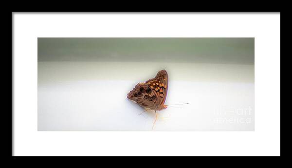 Butterfly Framed Print featuring the photograph Butterfly on my car by Merle Grenz