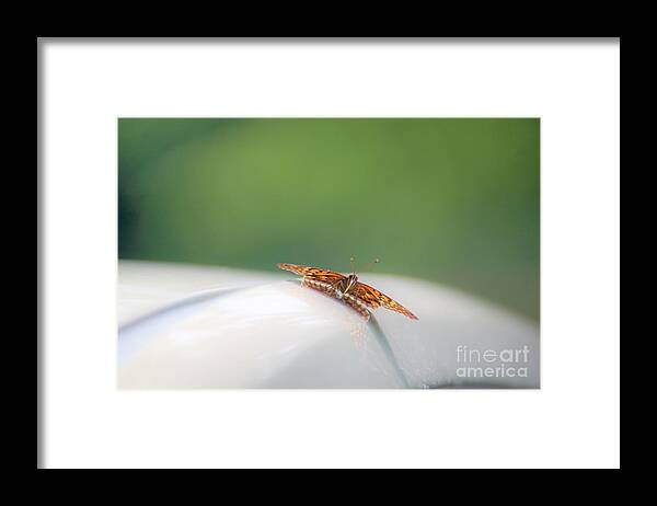 Butterflies Framed Print featuring the photograph Butterfly on my car3 by Merle Grenz
