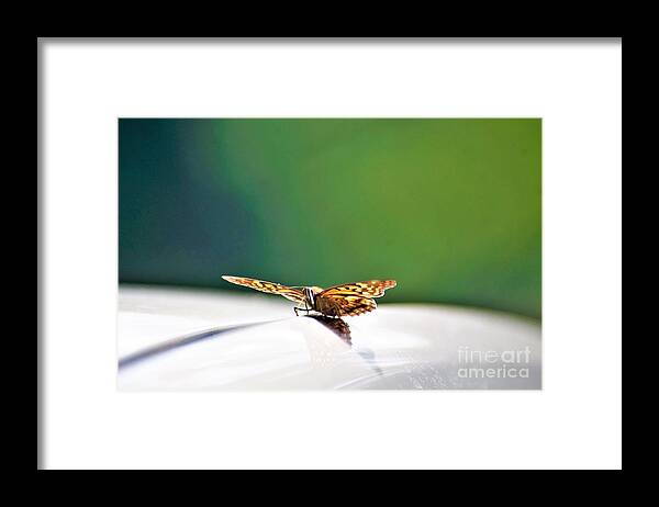 Butterflies Framed Print featuring the photograph Butterfly on my car5 by Merle Grenz