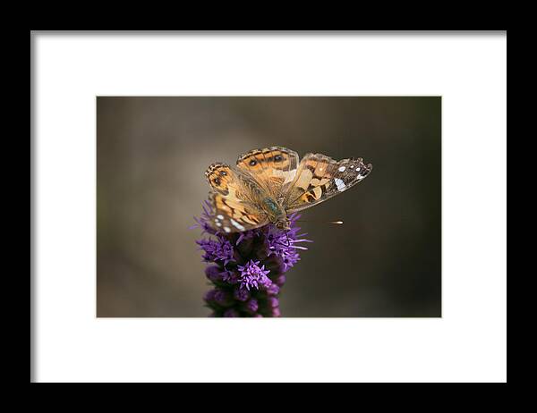 Purple Framed Print featuring the photograph Butterfly in Solo by Cathy Harper