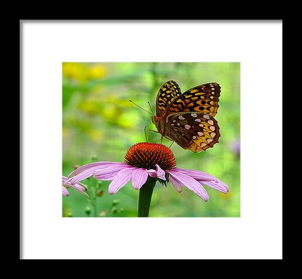 Butterfly On The Flower Framed Print featuring the photograph Butterfly on the flower by Lilia S