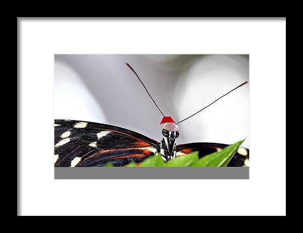 Butterfly Unique Christmas Holiday Nature Wildlife Insects Framed Print featuring the photograph Butterfly Santa by Celestial Blue