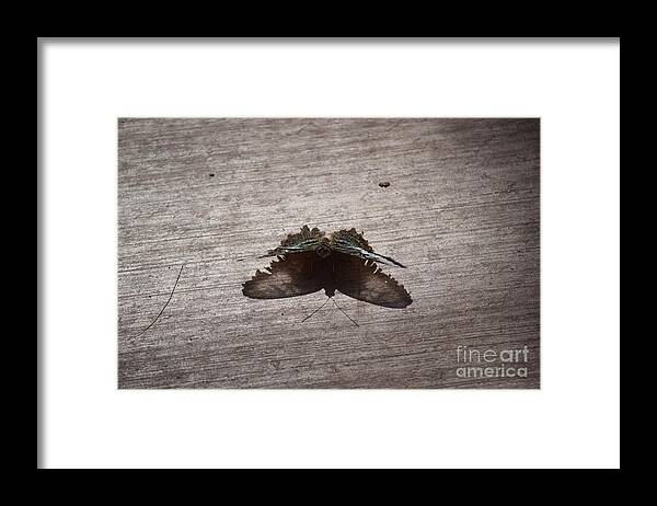 Butterfly Framed Print featuring the painting Butterfly See through by Daniel Shearer