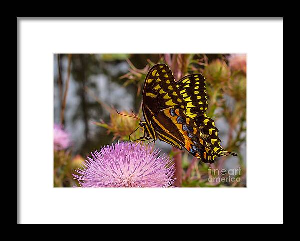 Butterfly Framed Print featuring the photograph Butterfly Visit by Tom Claud