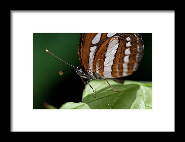 Butterfly Framed Print featuring the photograph Butterfly by Wilma Birdwell
