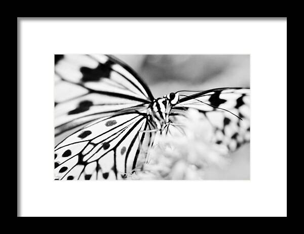 Butterfly Wings Framed Print featuring the photograph Butterfly Wings 2 - Black And White by Marianna Mills