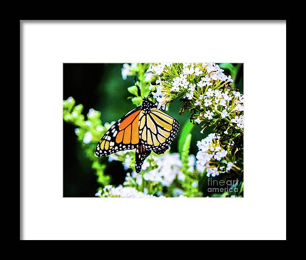 Butterfly Framed Print featuring the photograph Butterfly2 by Gerald Kloss