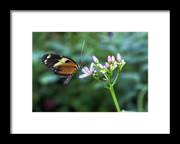 Butterflies Framed Print featuring the photograph Butterfly4 by James Woody