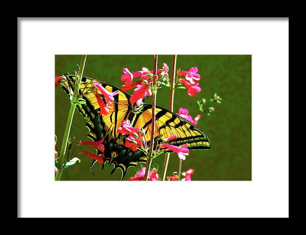 Butterfly Framed Print featuring the photograph Butterfly's Dream by Patricia Haynes