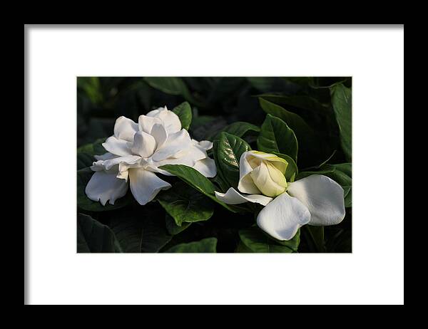 Gardenia Framed Print featuring the photograph Buttermint Gardenia by Tammy Pool