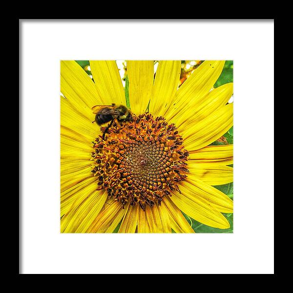 Yellow Framed Print featuring the photograph Buzz Word-sunflower by Jame Hayes