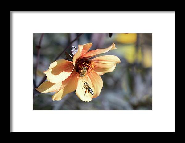 Apiary Bee Bees Buzzing Insect Closeup Close-up Flower Nature Natural Flowers Pollen Outside Outdoors Botanic Botanical Garden Gardening Ma Mass Massachusetts Newengland New England U.s.a. Usa Brian Hale Brianhalephoto Framed Print featuring the photograph Buzzing the Flower by Brian Hale