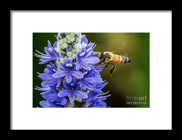 Blue Framed Print featuring the photograph Buzzy in Blue by Jo Ann Gregg