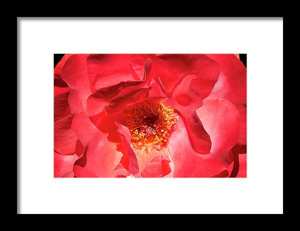Rose Framed Print featuring the photograph By Any Other Name by Mike Stephens
