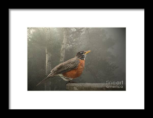 Bird Framed Print featuring the photograph By the Silvery Birch by Jan Piller