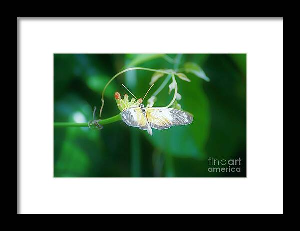 Cleveland Ohio Butterfly Framed Print featuring the photograph c4 by Merle Grenz