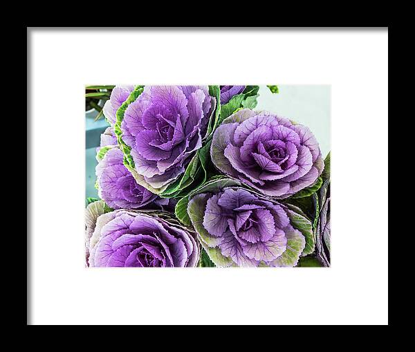 Cabbage Flower By Marina Usmanskaya Framed Print featuring the photograph Cabbage Flower by Marina Usmanskaya