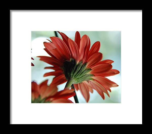 Flowers Framed Print featuring the photograph Cabrera Daisy by John Schneider