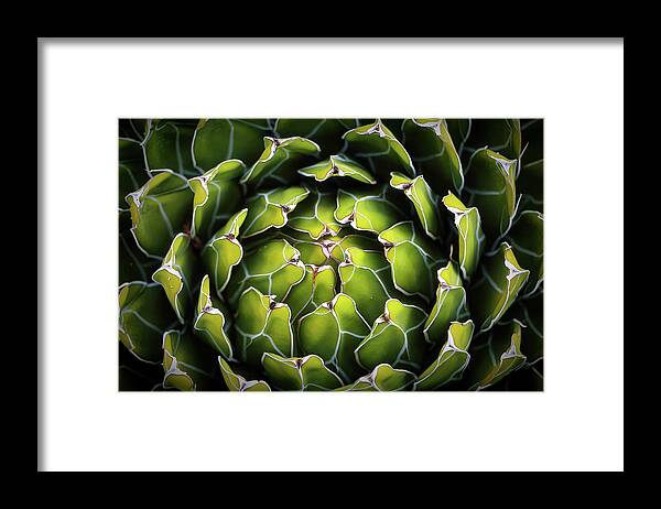 Cacti Framed Print featuring the photograph Cacti by Elaine Malott
