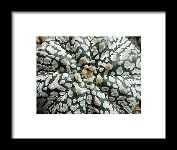 Cactus Framed Print featuring the photograph Cactus 1 by Selena Boron