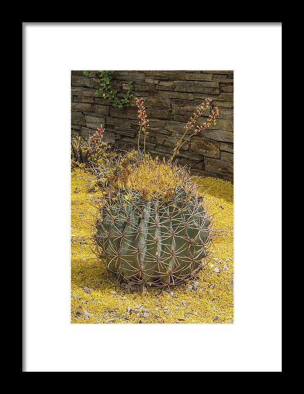 Cactus Framed Print featuring the photograph Cactus 5940-041118-1 by Tam Ryan