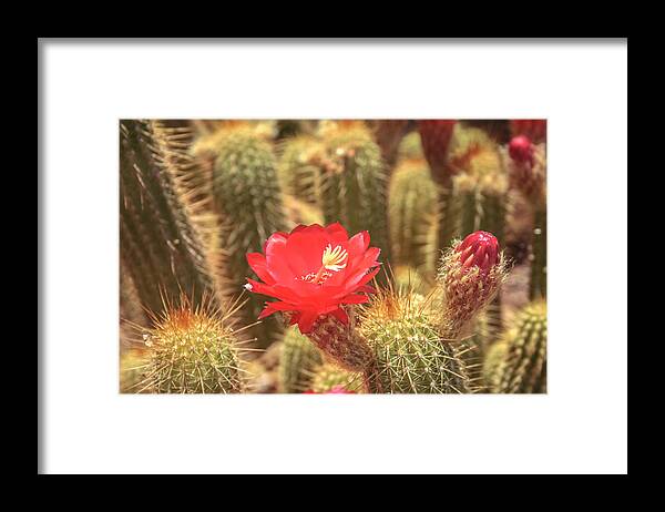 Cactus Framed Print featuring the photograph Cactus bloom by Darrell Foster