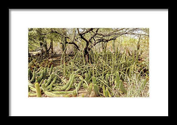 Cactus Framed Print featuring the digital art Cactus floor 2 by Darrell Foster