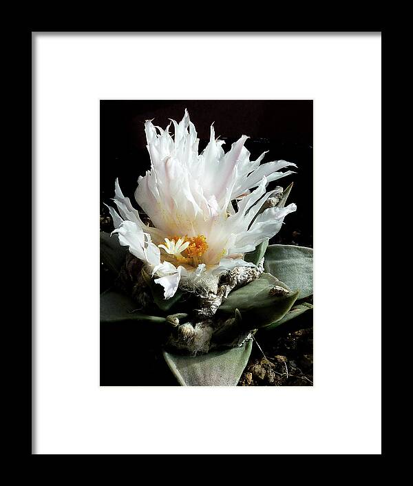 Cactus Framed Print featuring the photograph Cactus Flower 8 by Selena Boron