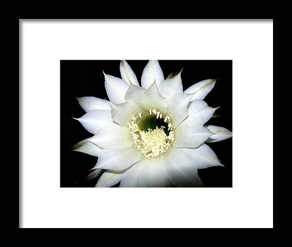 Cactus Framed Print featuring the photograph Cactus Flower At Night by Randy Rosenberger