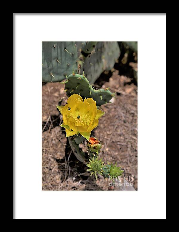 Hill Country.texas.flower.heart Shaped Cactus. Bugs.tote Bag.prints.poster.acrylic.canvas.metal.cups.shirts.wall Art.office Framed Print featuring the pyrography Cactus flower by Jeff Downs