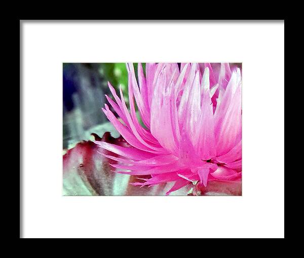 Flower Framed Print featuring the photograph Cactus Flower by Mikki Cucuzzo