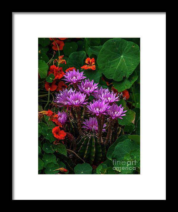 Cactus Flower Framed Print featuring the photograph Cactus Flower Sonoma County by Blake Webster
