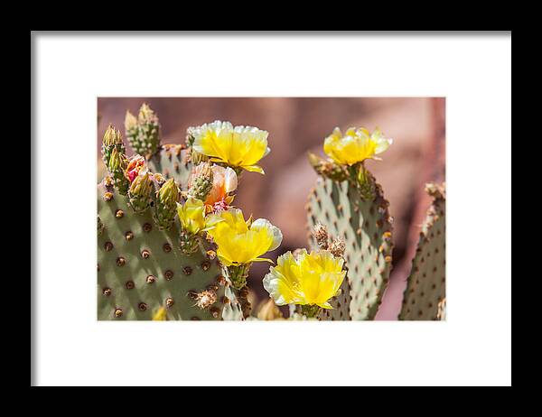 Texas Framed Print featuring the photograph Cactus Flowers by SR Green