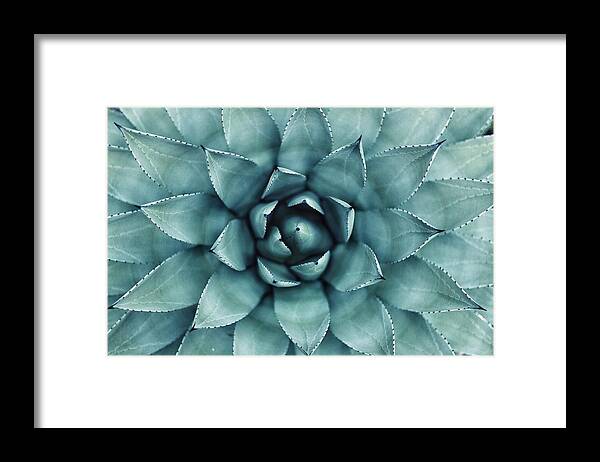 Cactus Framed Print featuring the photograph Cactus by Happy Home Artistry