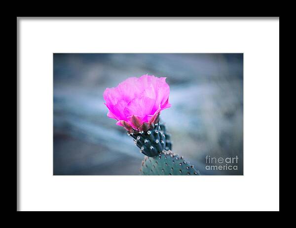 Cactus Framed Print featuring the photograph Cactus in Bloom by Marcia Breznay