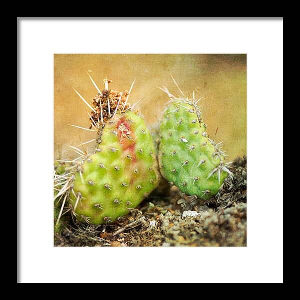 Cactus Framed Print featuring the photograph Cactus Love by Elin Skov Vaeth
