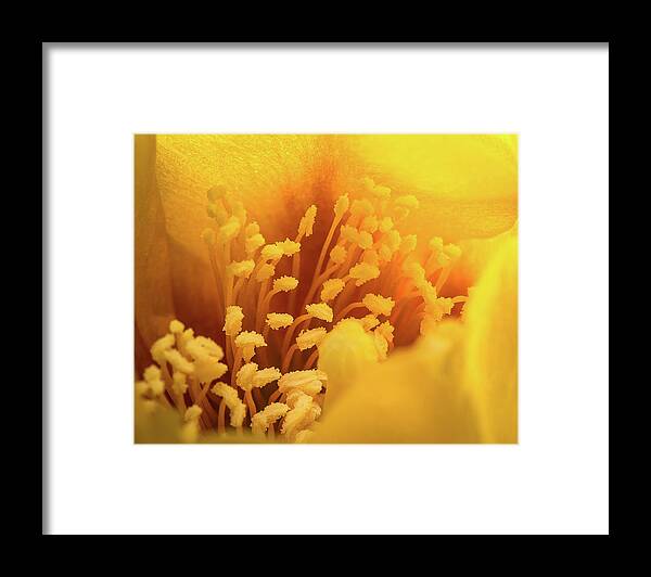 Closeup-closeup Framed Print featuring the photograph Cactus Pollen by Len Romanick
