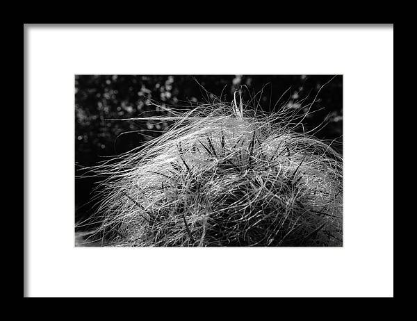 Cactus Framed Print featuring the photograph Cactus by Ross Henton