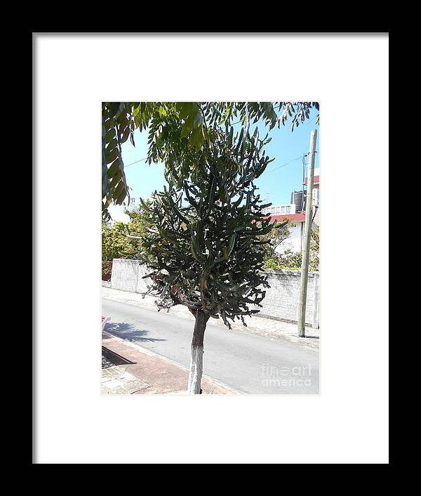 Tree Framed Print featuring the photograph Cactus tree in Cozumel, Mexico by Nancy Graham