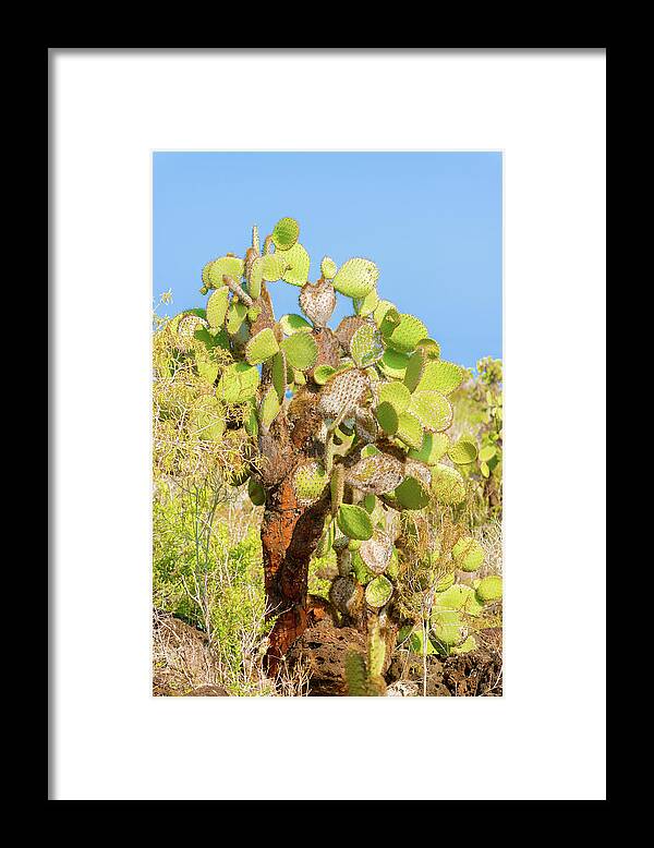 Santa Cruz Island Framed Print featuring the photograph Cactus trees in Galapagos islands by Marek Poplawski