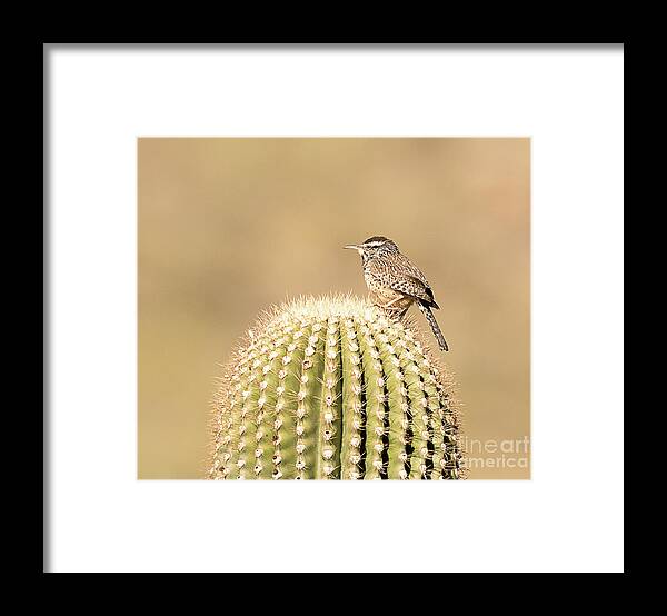 Bird Framed Print featuring the photograph Cactus Wren on Cactus by Dennis Hammer