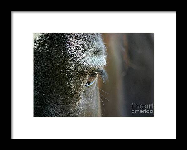 Cades Cove Framed Print featuring the photograph Cades Cove Horse 20160525_247 by Tina Hopkins