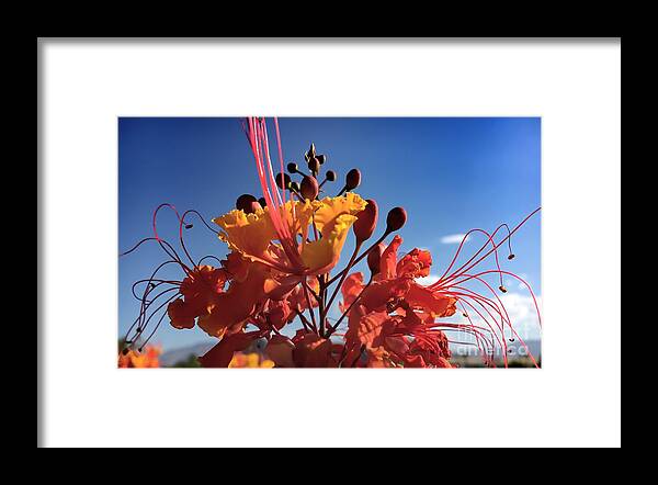 Flower Framed Print featuring the photograph Caesalpinia Bird of Paradise by Chris Tarpening