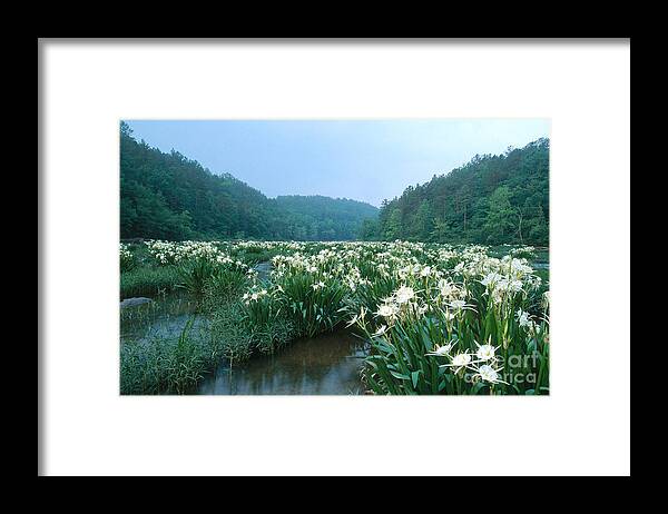 Cahaba River Framed Print featuring the photograph Cahaba River With Lilies by Jeffrey Lepore